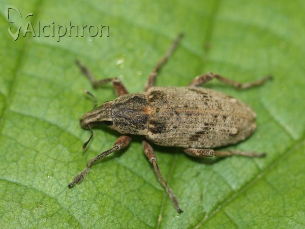 Asproparthenis punctiventris
