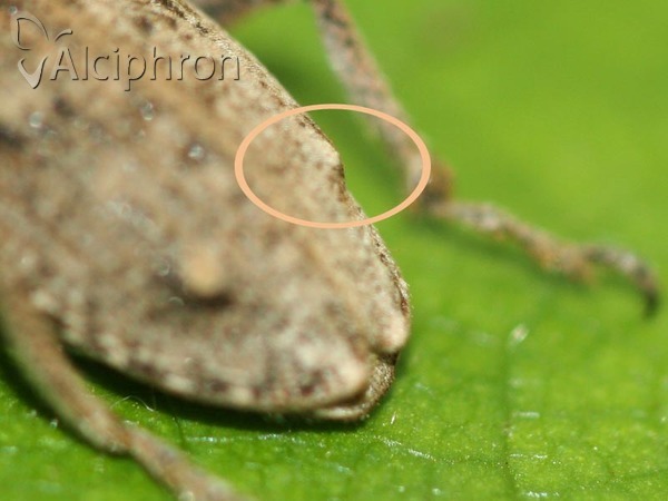 Asproparthenis punctiventris