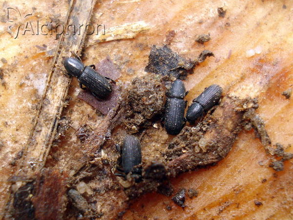 Hylastes ater