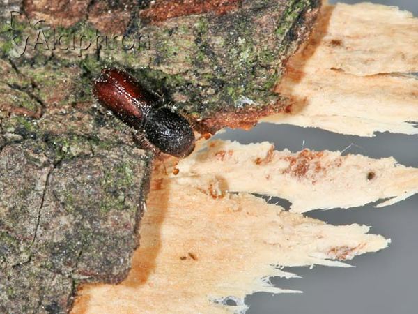 Pityogenes chalcographus