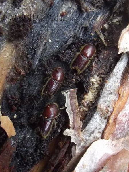 Ips sexdentatus