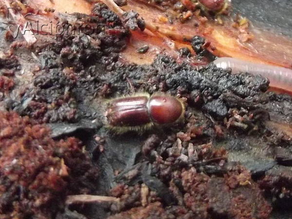 Ips sexdentatus