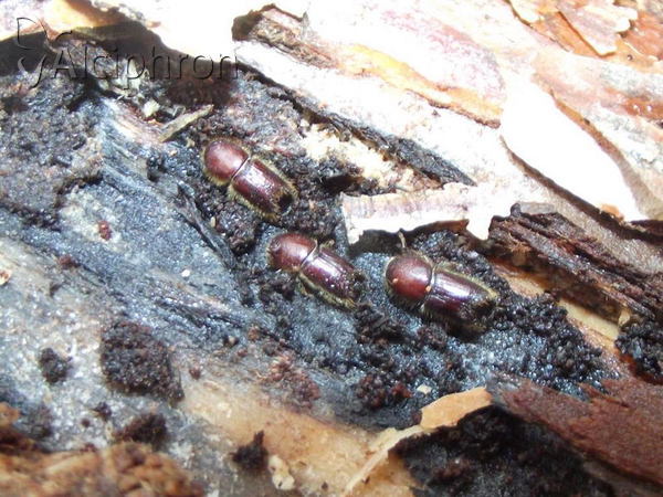 Ips sexdentatus