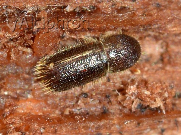 Ips typographus