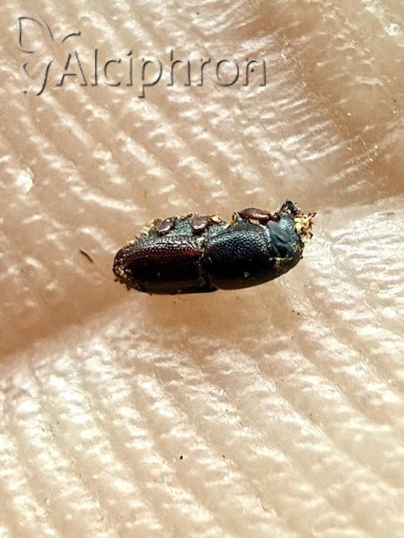 Scolytus multistriatus
