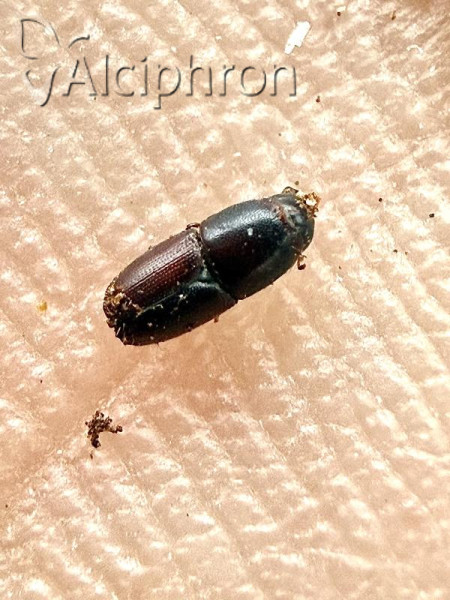 Scolytus multistriatus