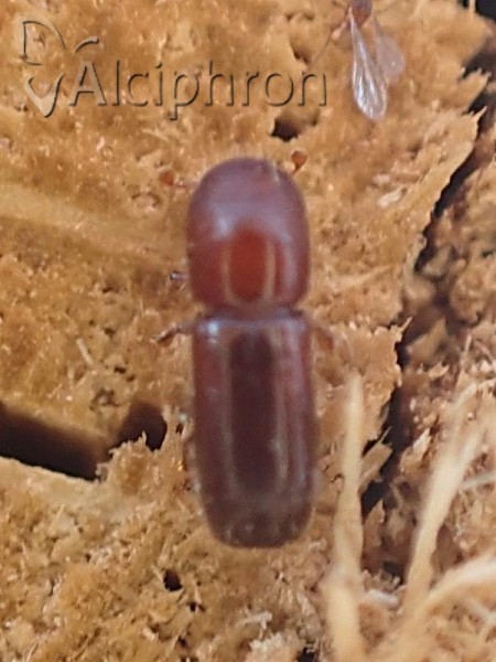 Xyleborus monographus