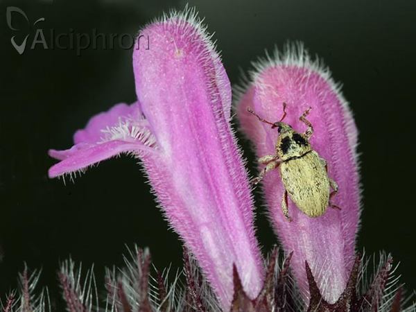 Tychius aureolus