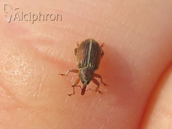 Tychius meliloti