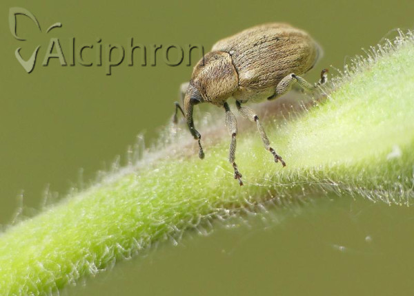 Sibinia pellucens