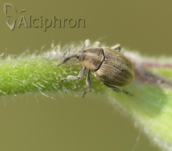 Sibinia pellucens