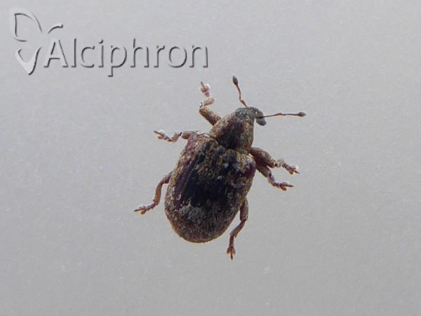 Stereonychus fraxini
