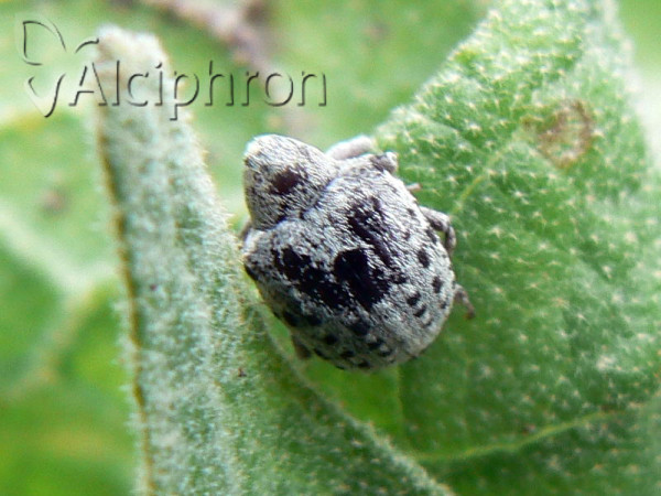Cionus alauda