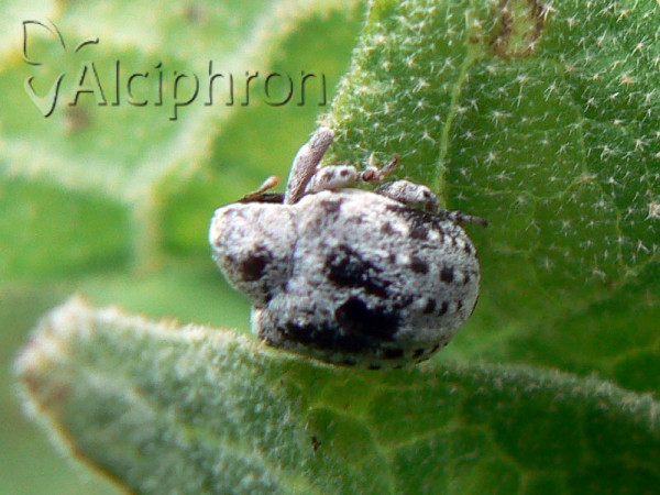 Cionus alauda