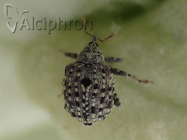 Cionus nigritarsis