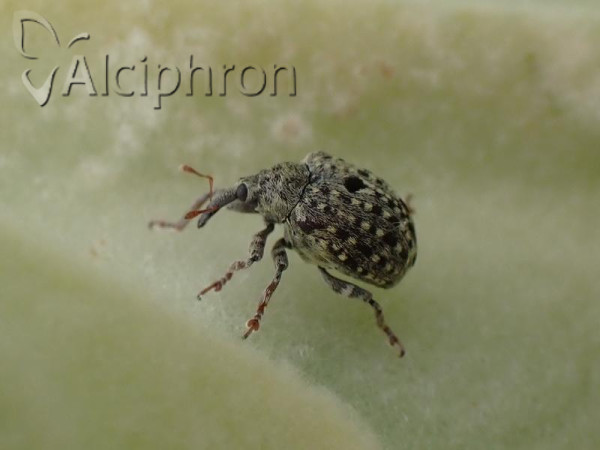 Cionus nigritarsis