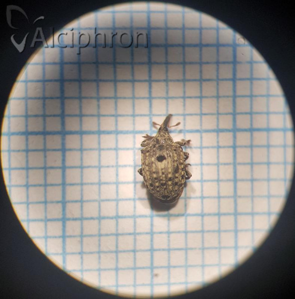 Cionus nigritarsis