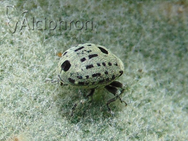 Cionus olivieri