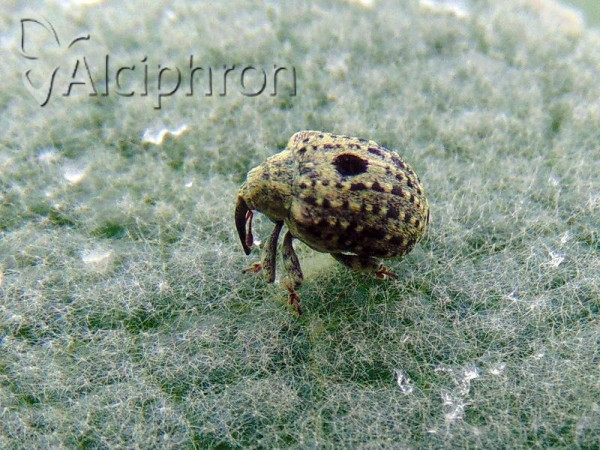 Cionus thapsus