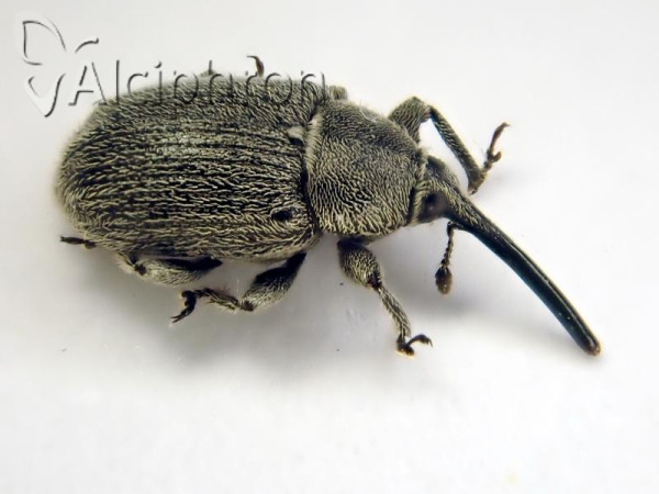 Cleopomiarus longirostris