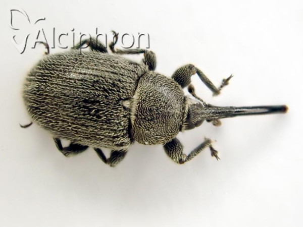 Cleopomiarus longirostris
