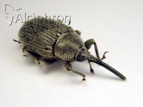 Cleopomiarus longirostris