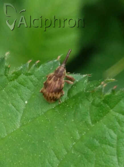 Anthonomus rectirostris