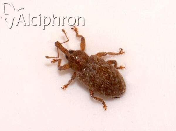 Dorytomus puberulus
