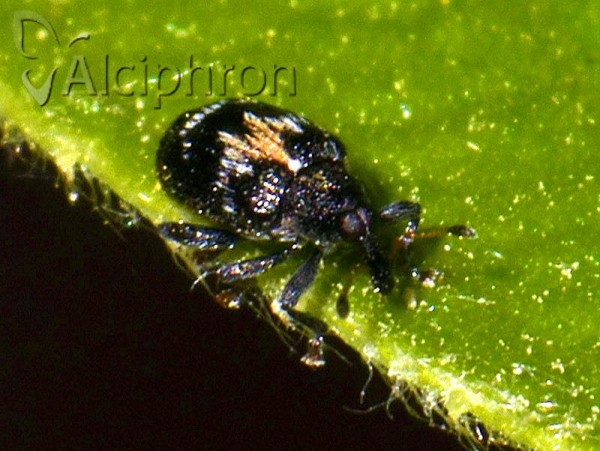 Tachyerges salicis