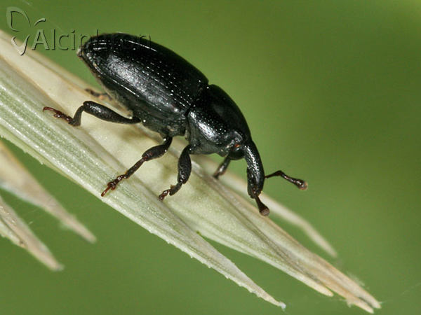 Melanobaris laticollis