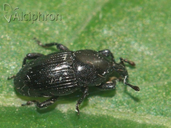 Melanobaris laticollis