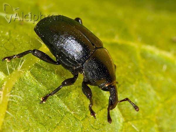 Malvaevora timida