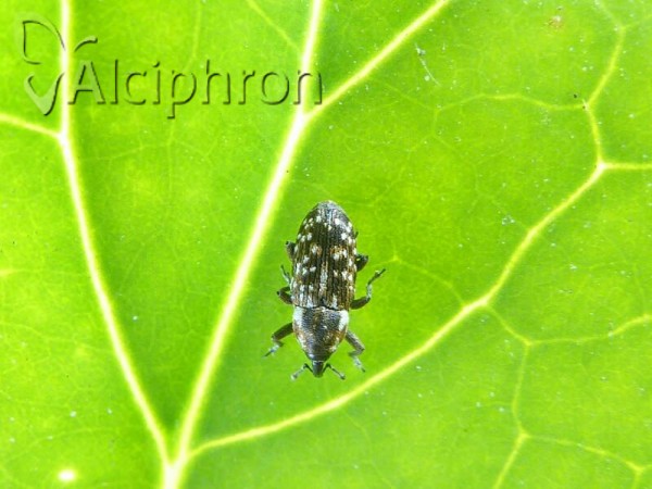 Cosmobaris scolopacea