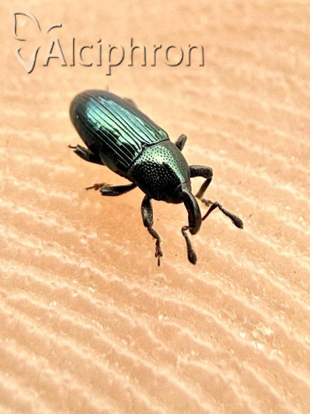 Aulacobaris coerulescens
