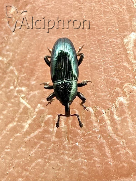 Aulacobaris coerulescens