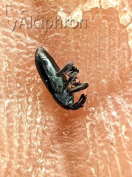 Aulacobaris coerulescens