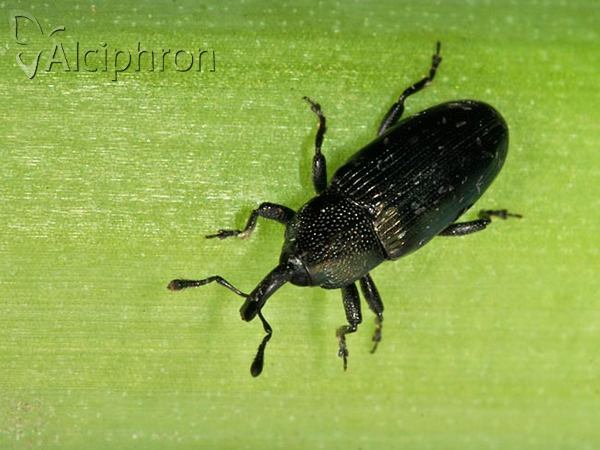 Aulacobaris fallax