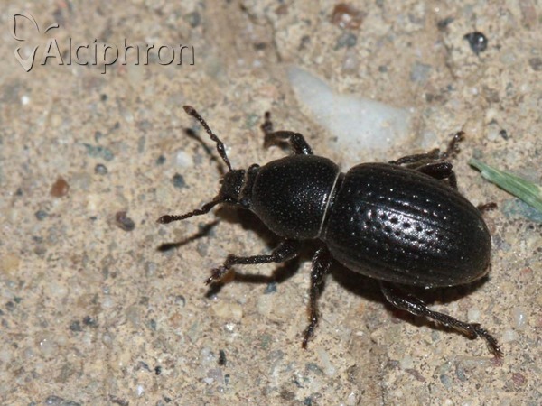 Psallidium maxillosum