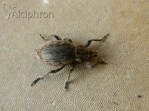 Elytrodon bidentatus