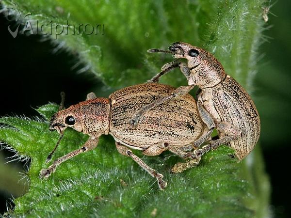 Sciaphobus squalidus