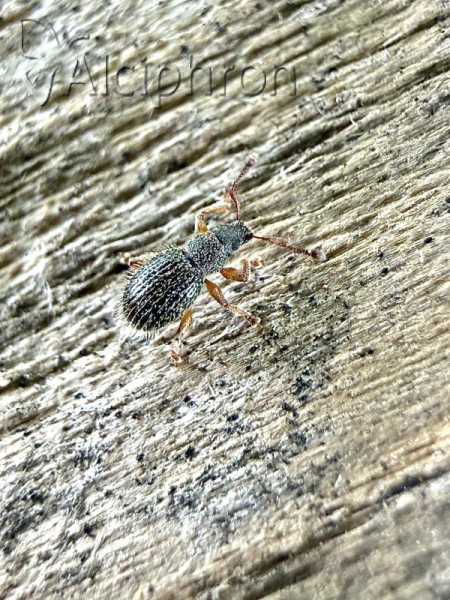 Brachysomus erinaceus