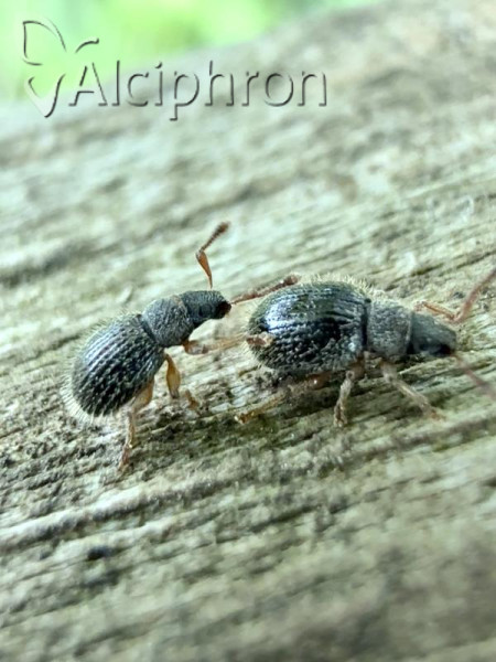 Brachysomus erinaceus
