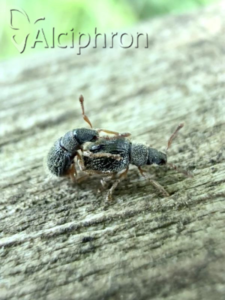 Brachysomus erinaceus
