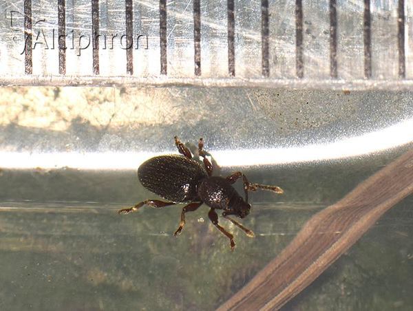 Barypeithes pellucidus