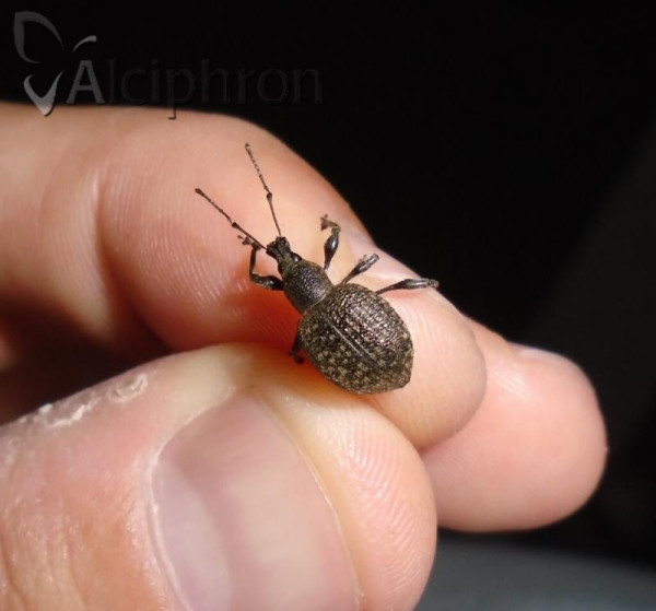 Otiorhynchus armadillo