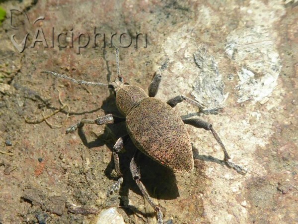Otiorhynchus bisulcatus