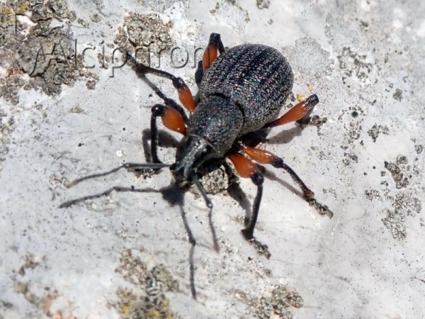 Otiorhynchus cardiniger