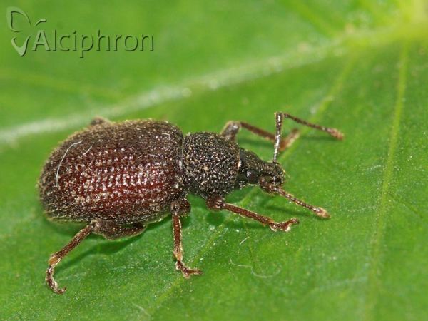 Otiorhynchus rugosostriatus