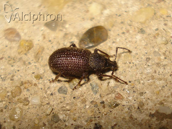 Otiorhynchus rugosostriatus