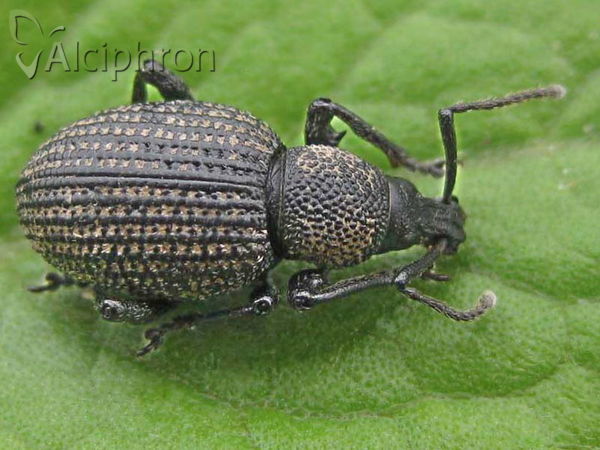 Otiorhynchus sulcatus